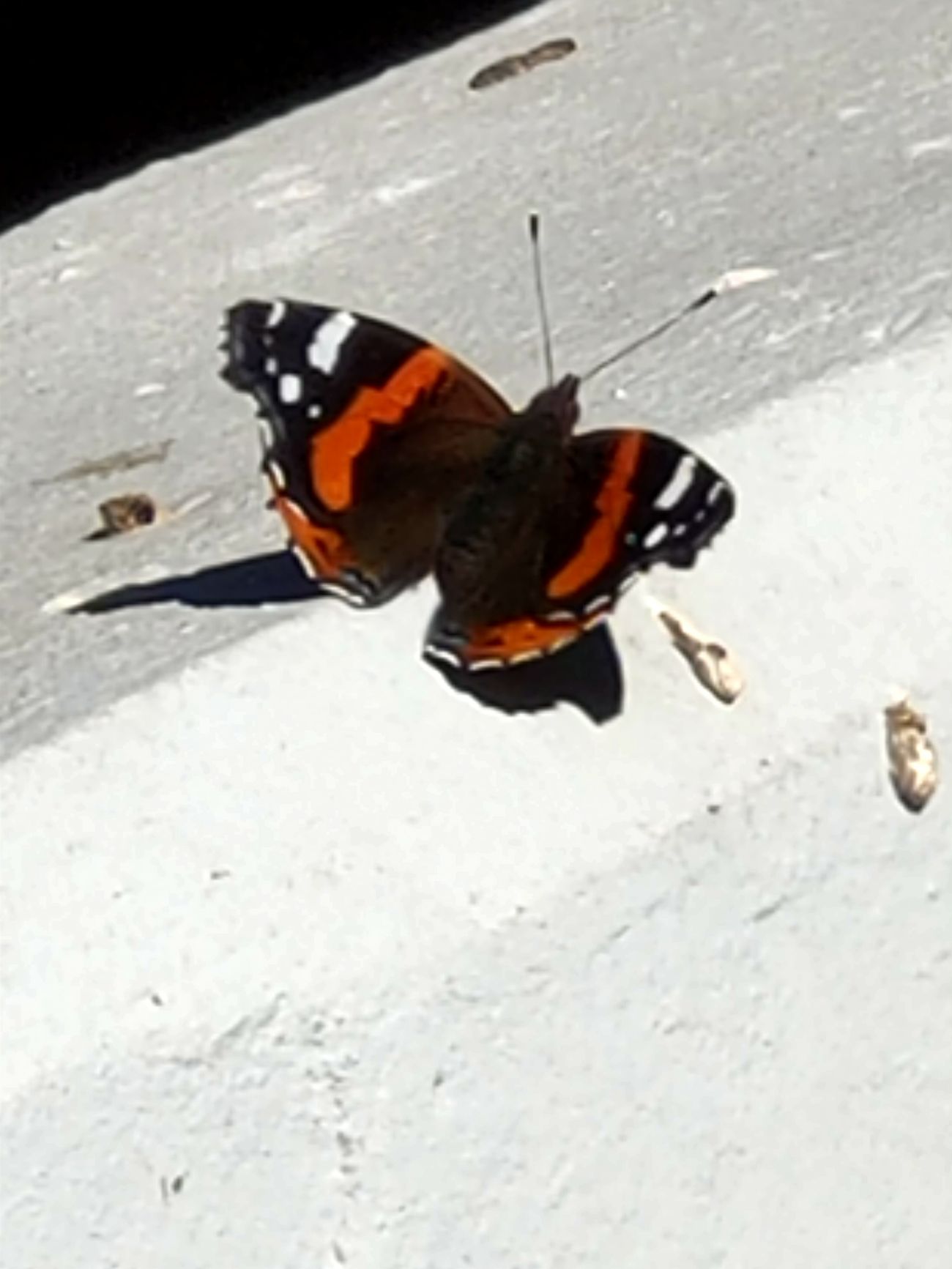 Schmetterling KL